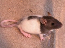 Baby Eddie