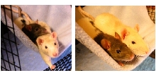My Boys