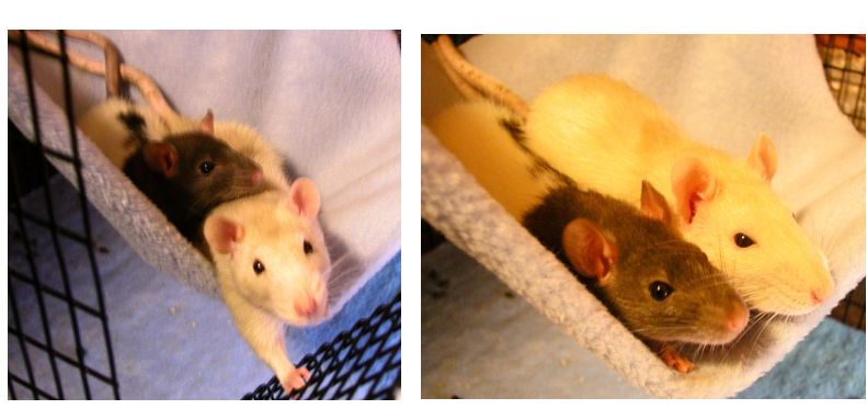 My Boys