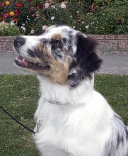 Stella