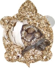 ALDABRA HATCHLING