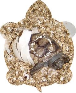 ALDABRA HATCHLING