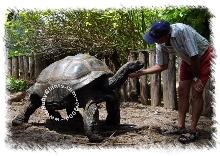 GENTLE GIANT!