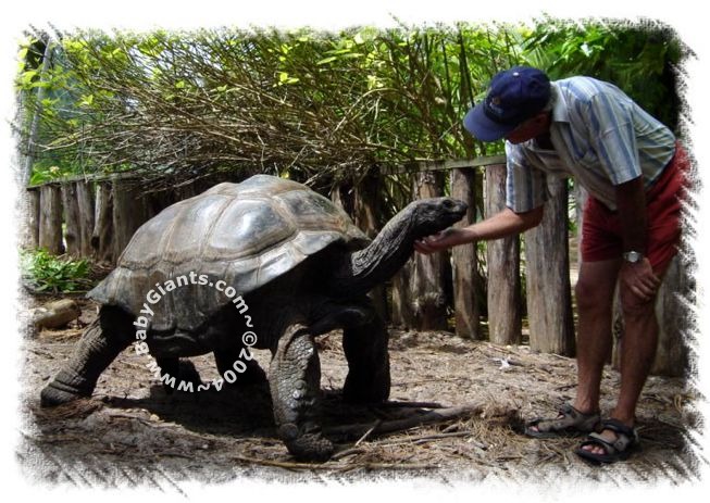 GENTLE GIANT!