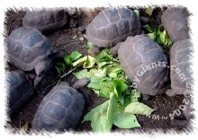 JUVENILES