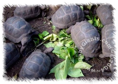 JUVENILES