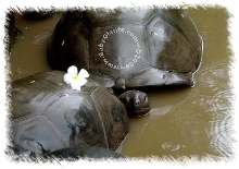MUD BATH!