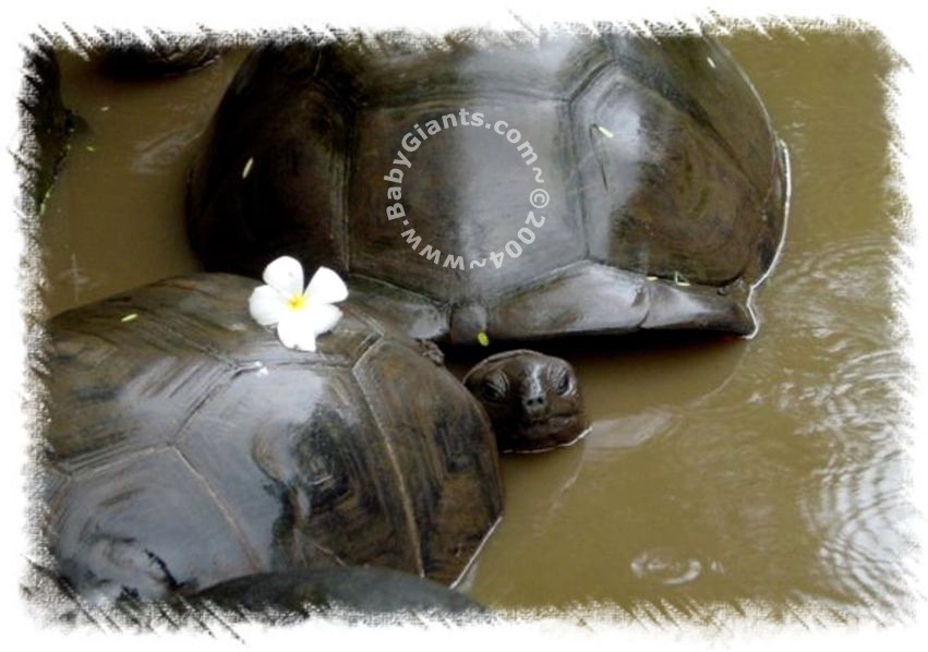MUD BATH!