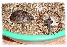 ALDABRA TWINS