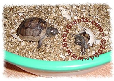 ALDABRA TWINS