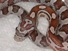 04 Coral Ghost female