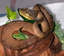 04 Olive and Red ATB