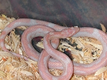 03 Aztec opal female