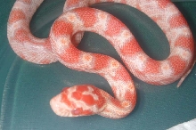 2004 amel hatchling