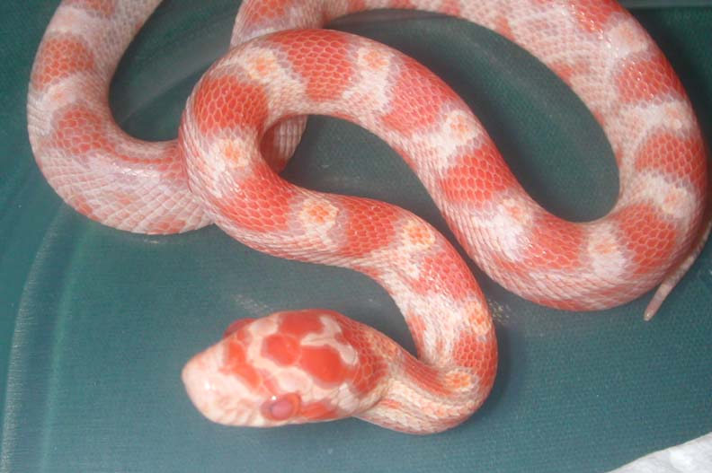 2004 amel hatchling