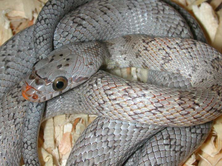 Bairds Ratsnake
