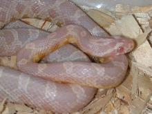 03 P & G snow male