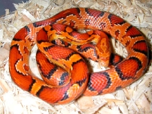 03 aztec okee male