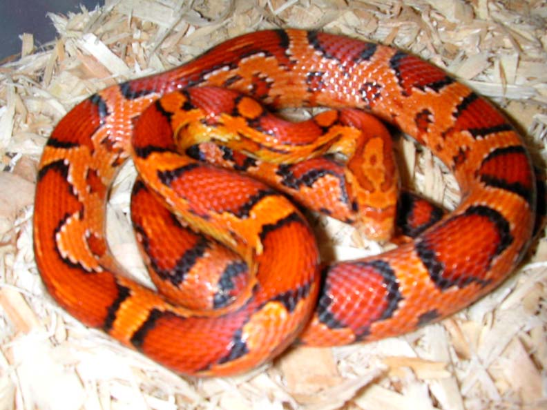 03 aztec okee male