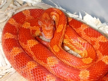03 Lava male