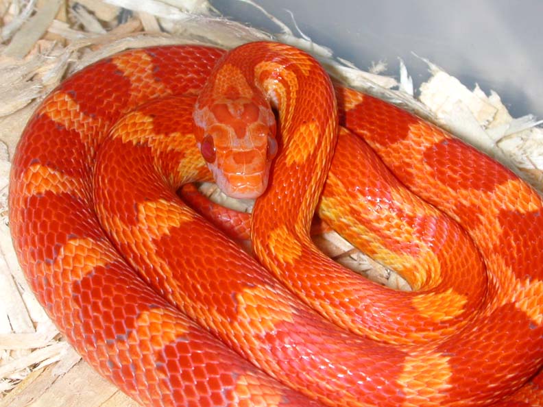 03 Lava male