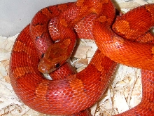 03 bloodred female