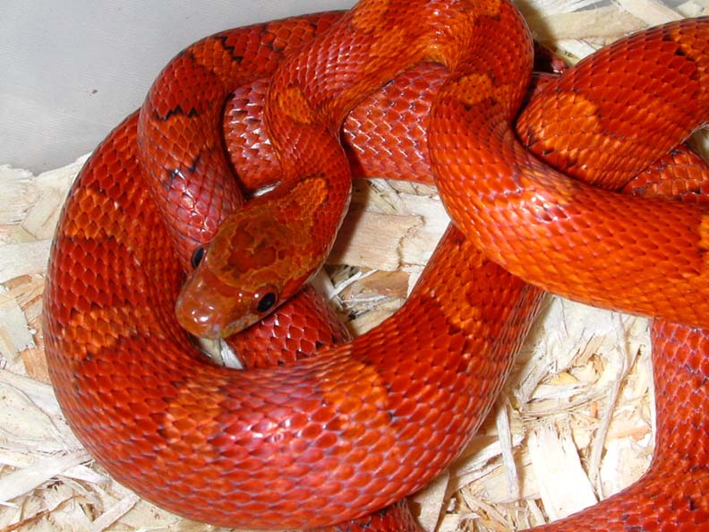 03 bloodred female