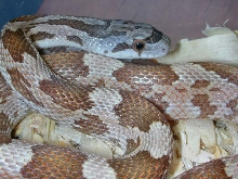Texas Ratsnake