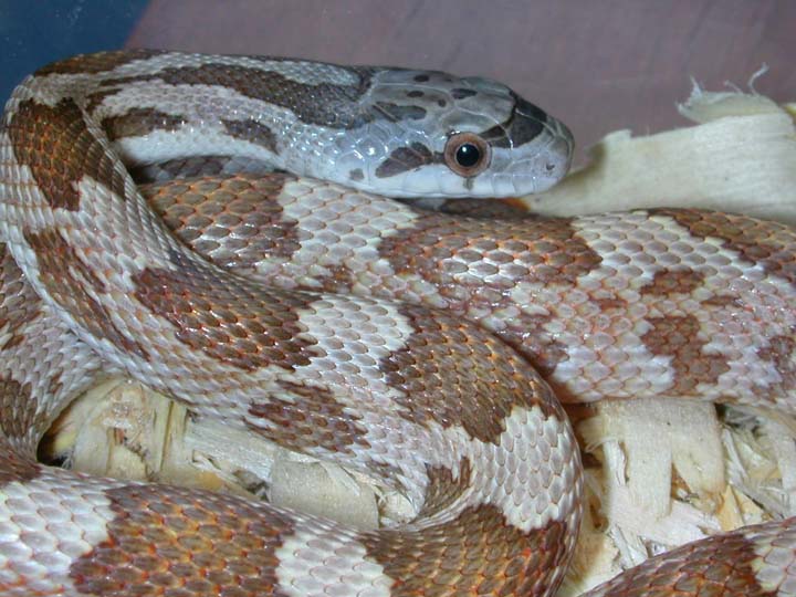 Texas Ratsnake