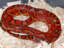 03 aztec female full