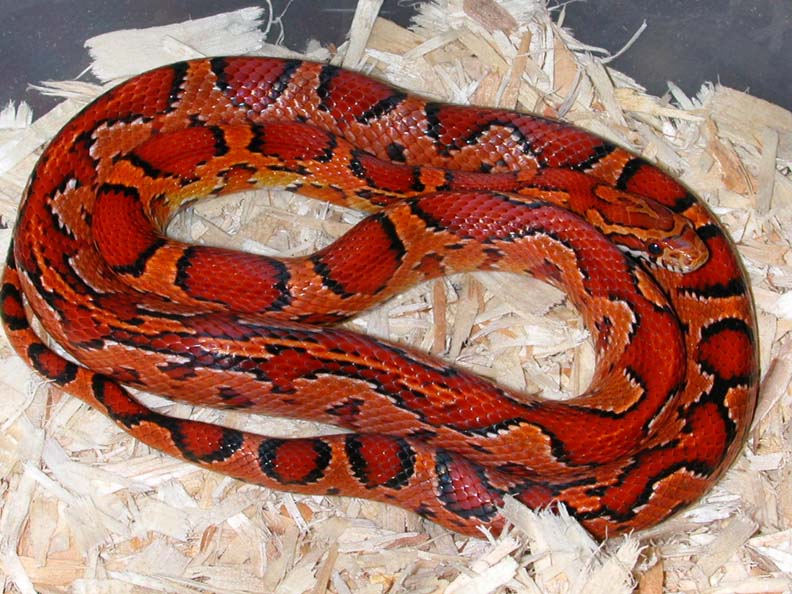 03 aztec female full