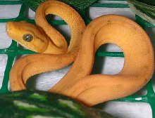 04 Yellow ATB 2