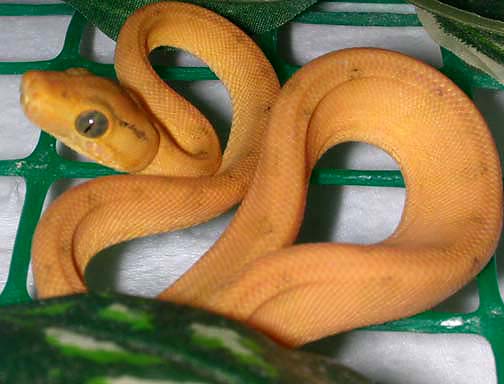 04 Yellow ATB 2