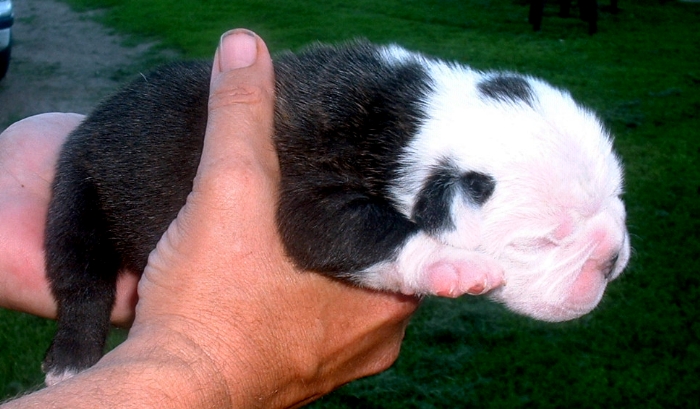 Satchmo at 11 days