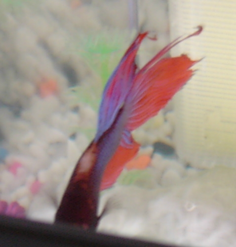 Betta Fish has spots - please help