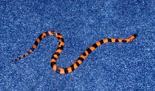 Kashira - Ringed Python