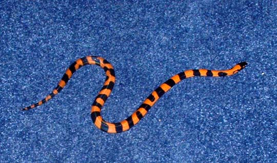 Kashira - Ringed Python