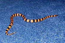Tsuba - Ringed Python