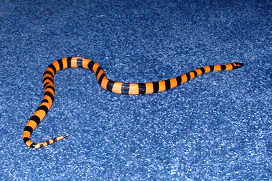 Tsuba - Ringed Python