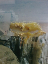 Gravid Female Discharge.