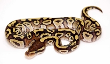 07 Mojave Female
