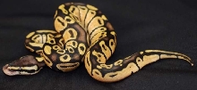 07 Pastel Male