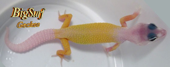 Banana Boy
