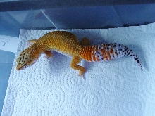 Super Hypo Tangerine Carrot Tail