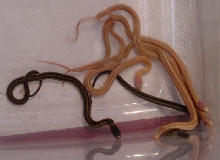 First Babies