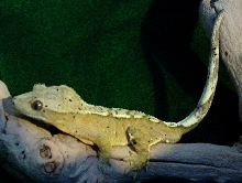Partial Pin Stripe Dalmation Male