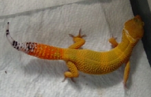Little Zeus