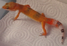 First Born Update - SHTCT