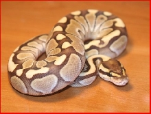 08 Lesser Platinum Male