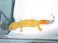 Robbie